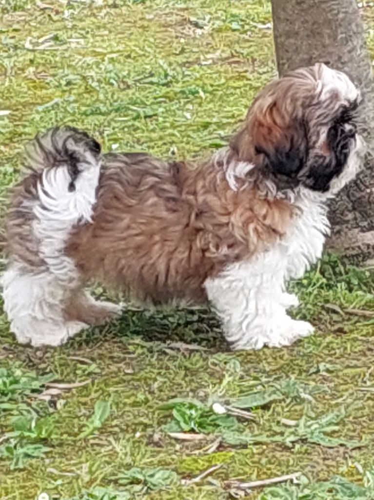Du Domaine De Circe - Shih Tzu - Portée née le 31/12/2022